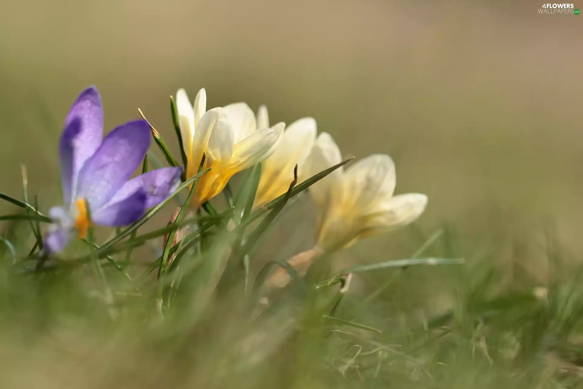 Violet, crocuses, Flowers, Yellow