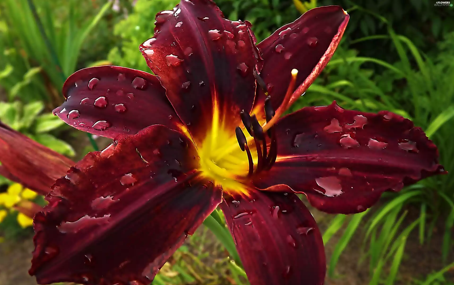 Centre, lily, water, Yellow, claret, drops, Close