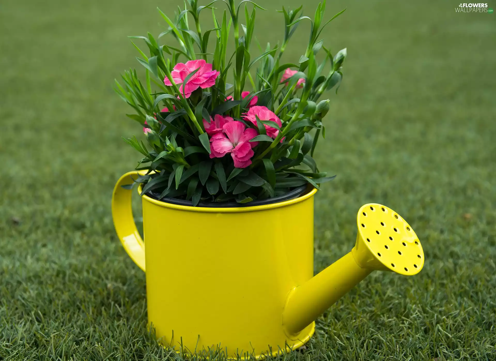 Yellow Honda, Flowers, grass, blurry background, watering can, cloves
