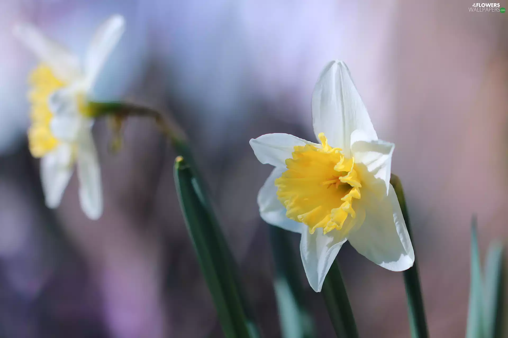 narcissus, yellow, White, Colourfull Flowers