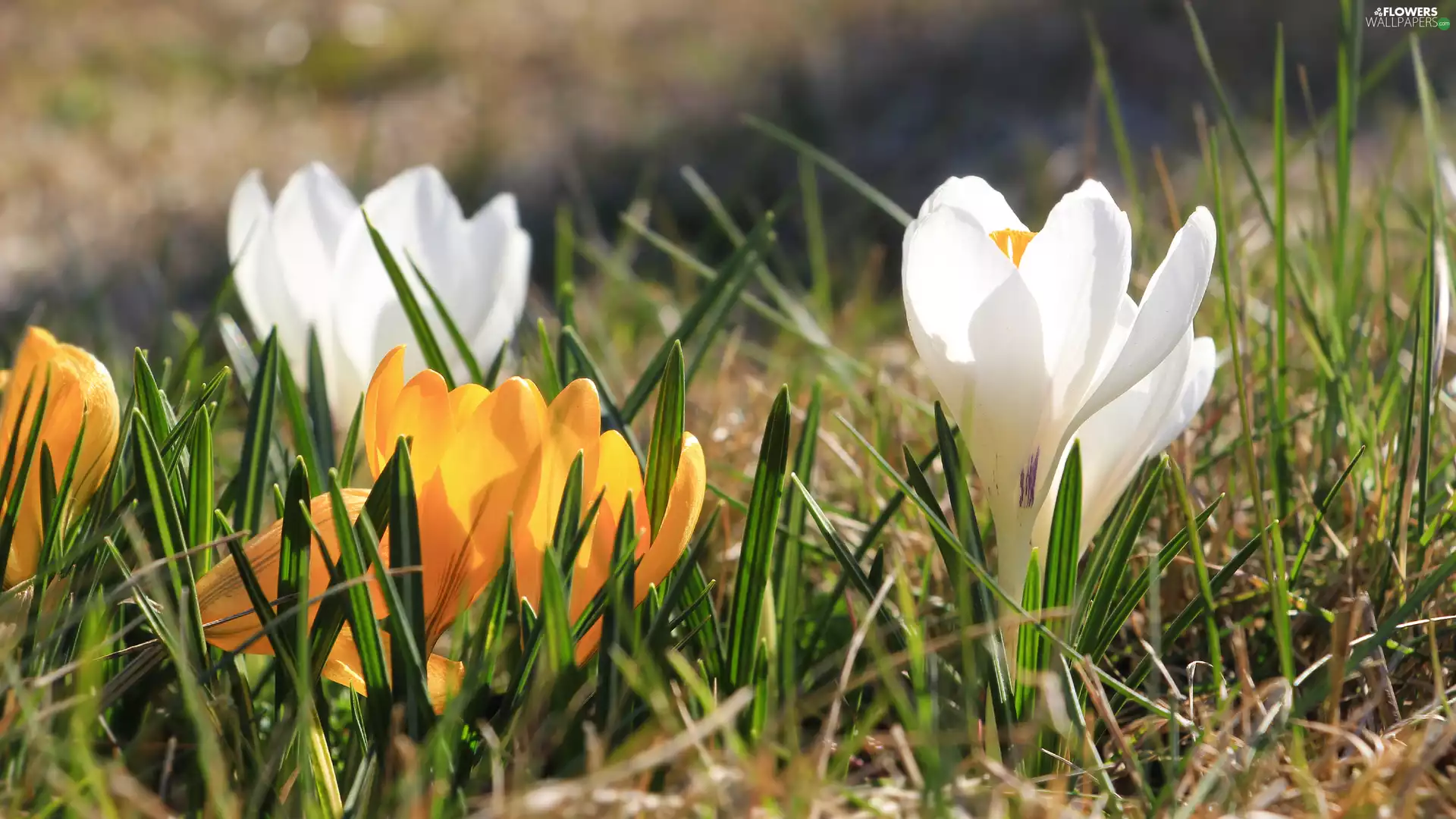 White, crocuses, Flowers, Yellow