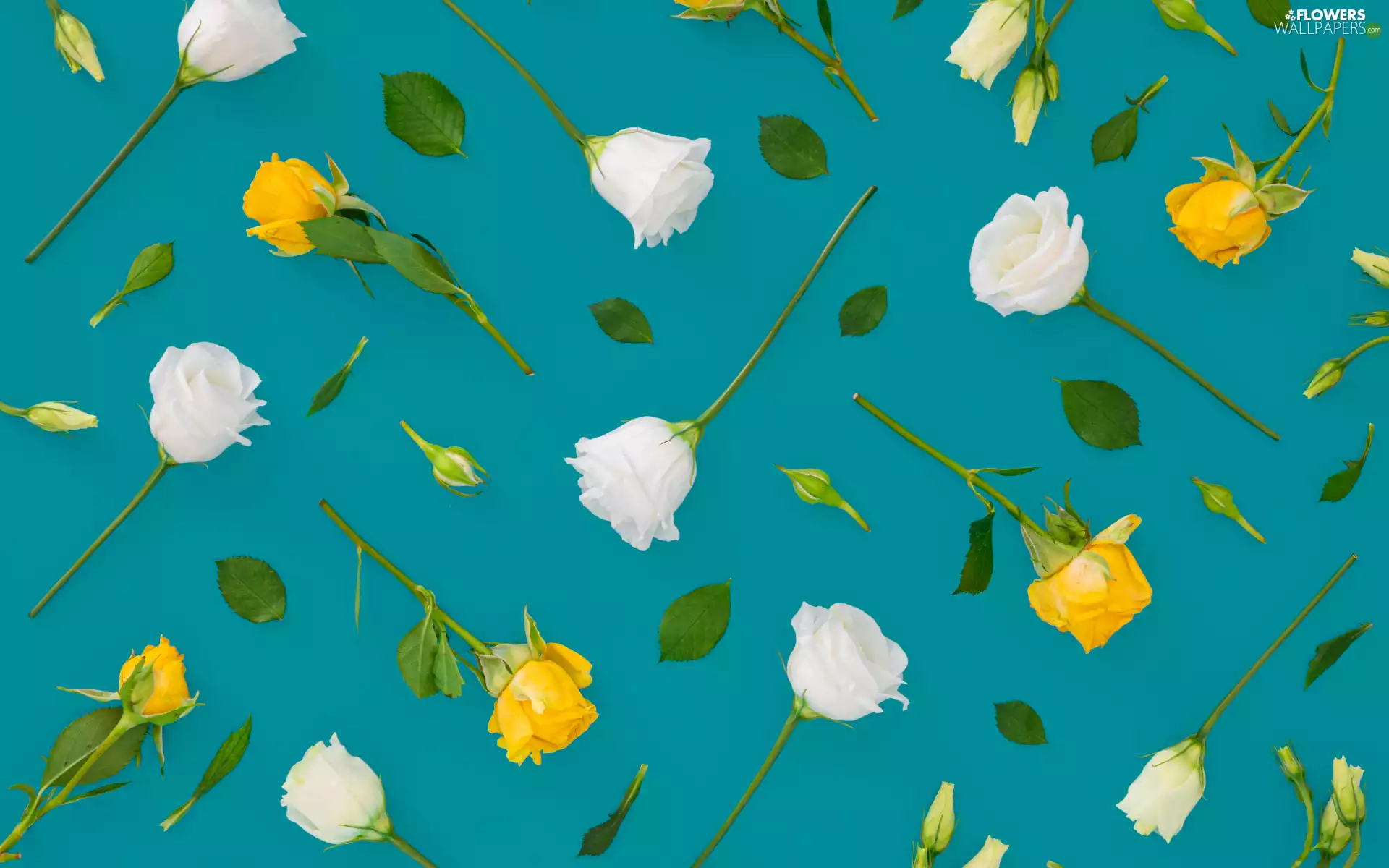 Yellow, roses, background, Buds, green ones, White, Flowers, Leaf