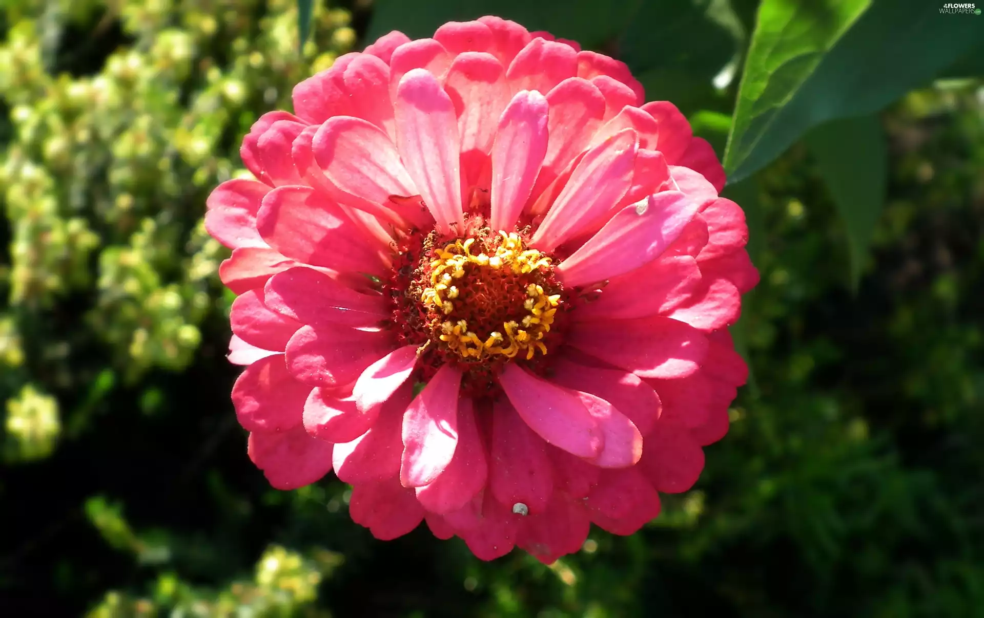 zinnia