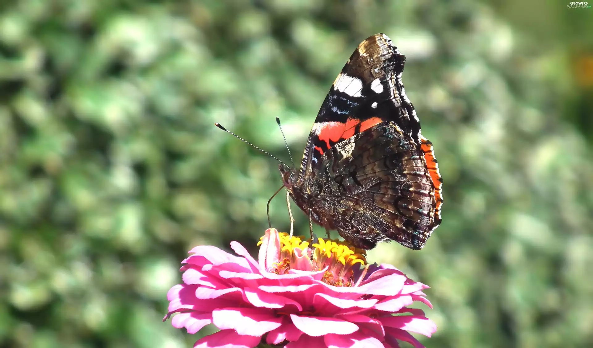 butterfly, Colourfull Flowers, zinnia, Mermaid Admiral