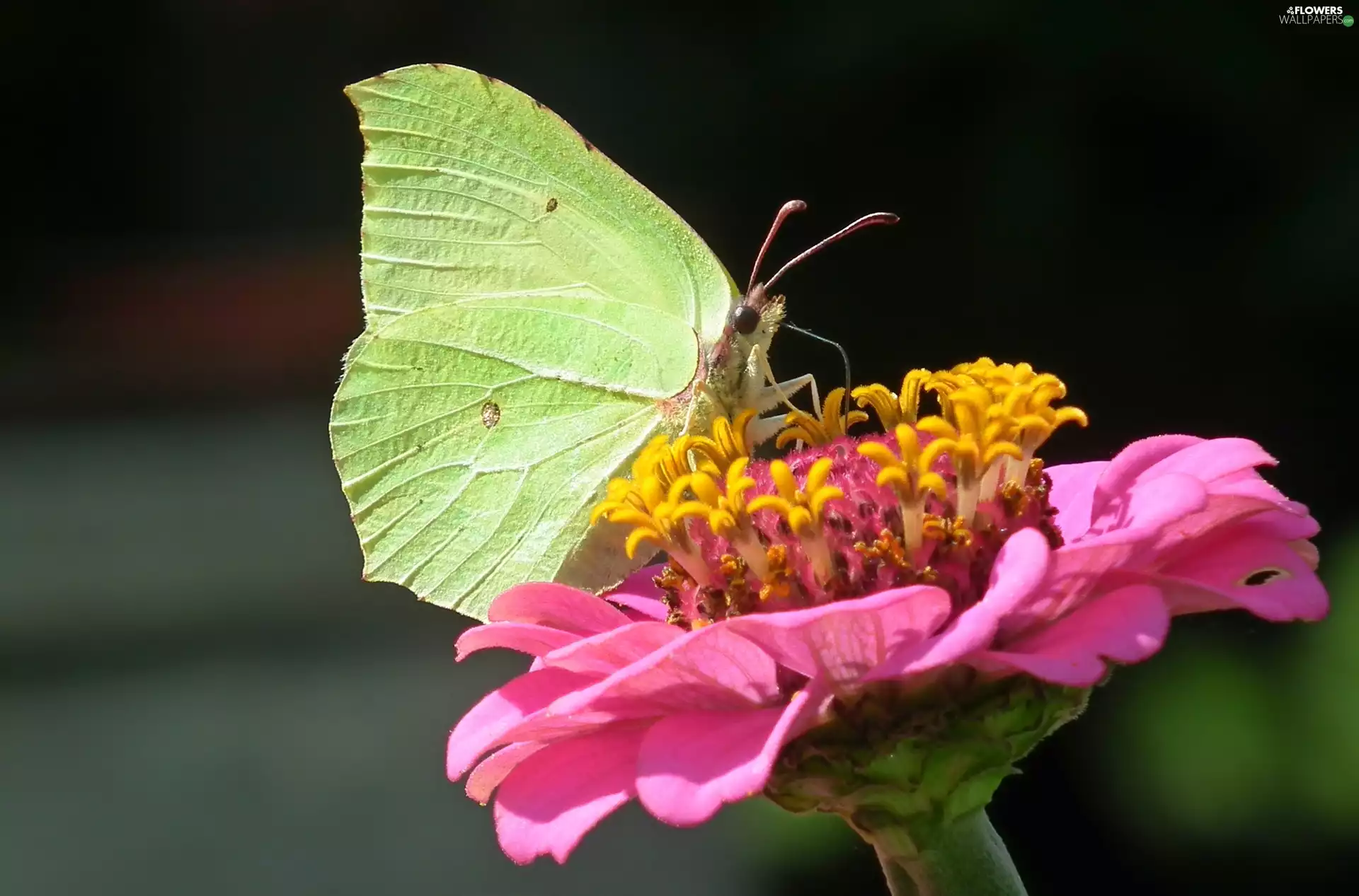 butterfly, Colourfull Flowers, zinnia, Brimstone Butterfly