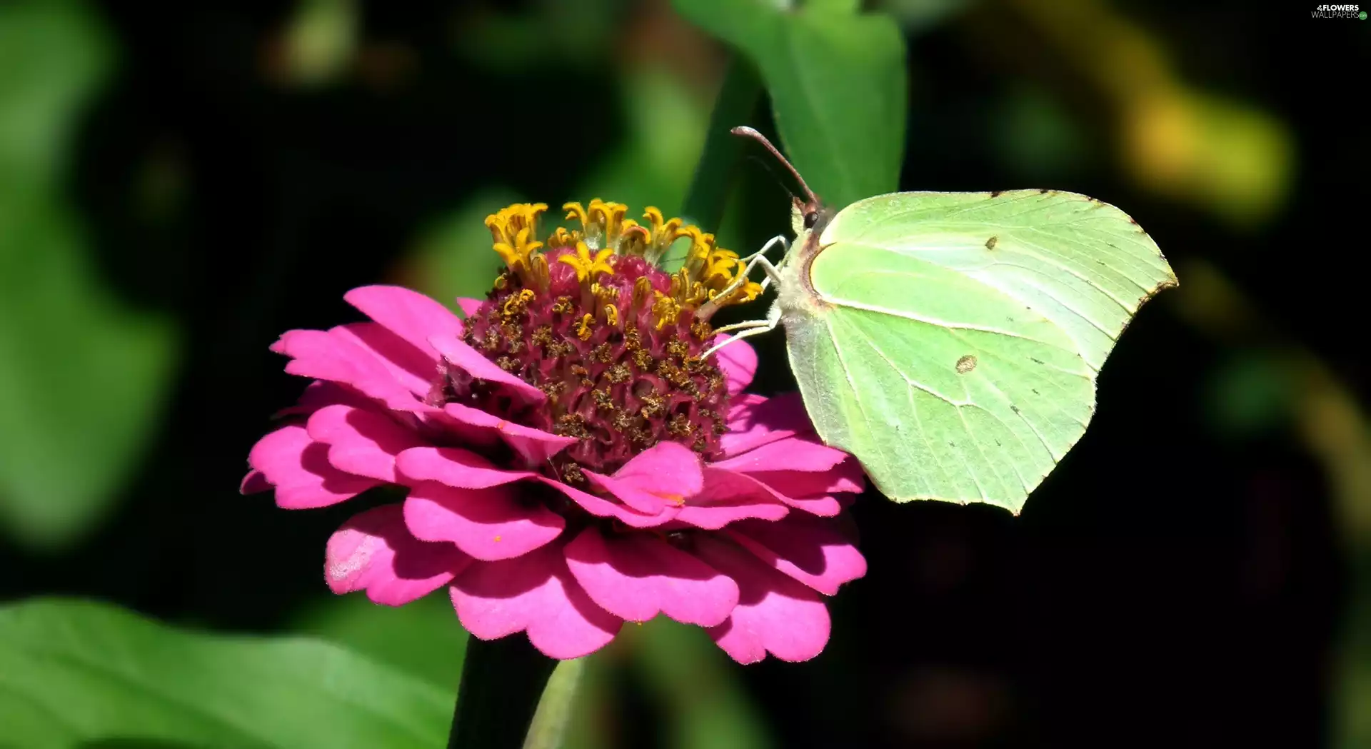 butterfly, Colourfull Flowers, zinnia, Brimstone Butterfly