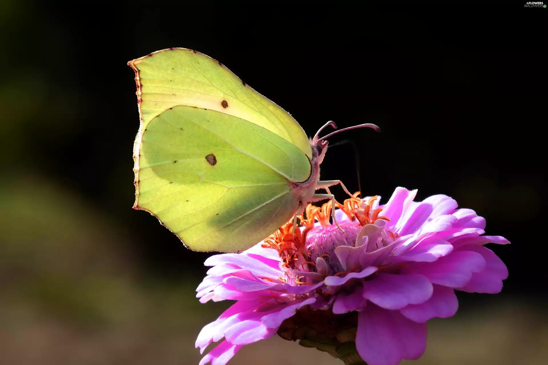 butterfly, Colourfull Flowers, zinnia, Brimstone Butterfly