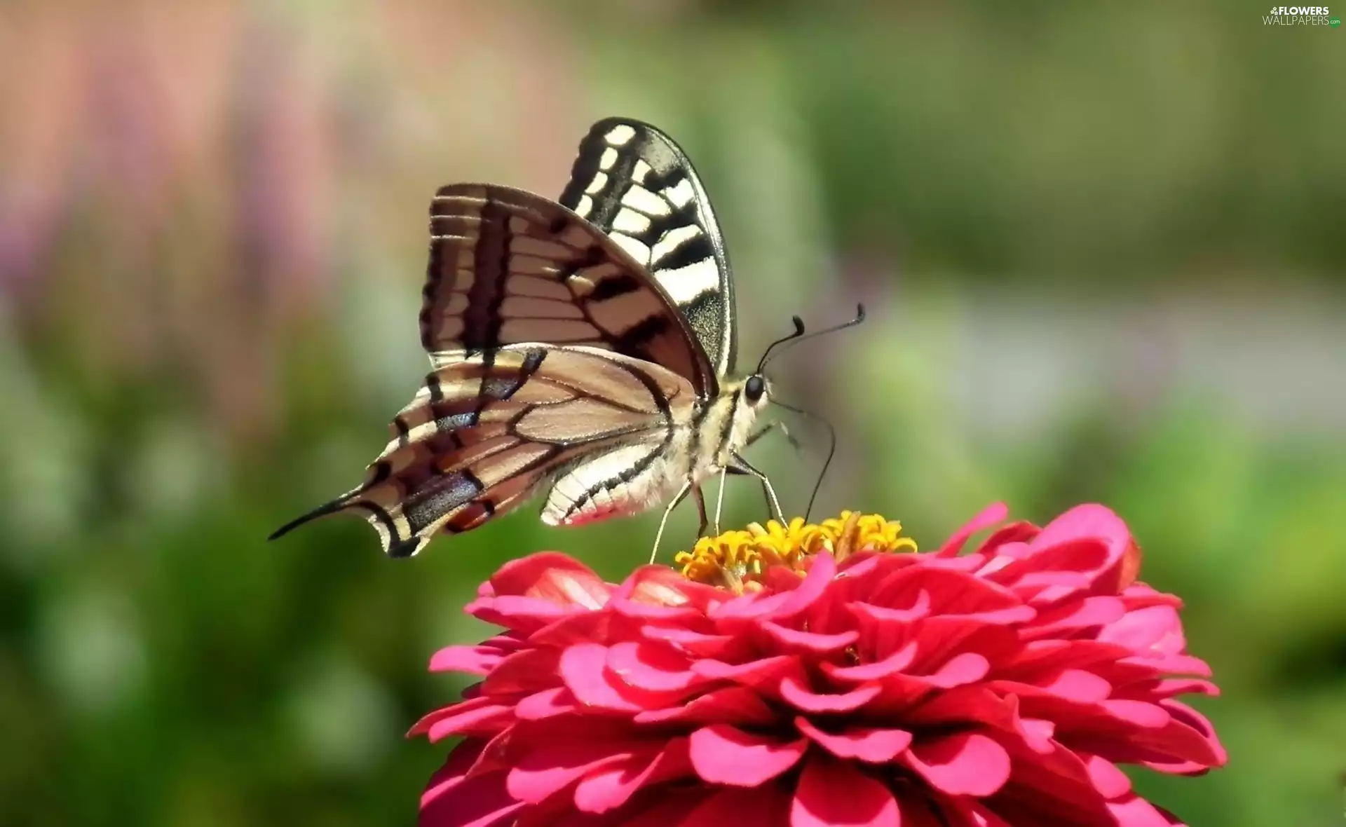 butterfly, Colourfull Flowers, zinnia, Swallowtail Butterfly
