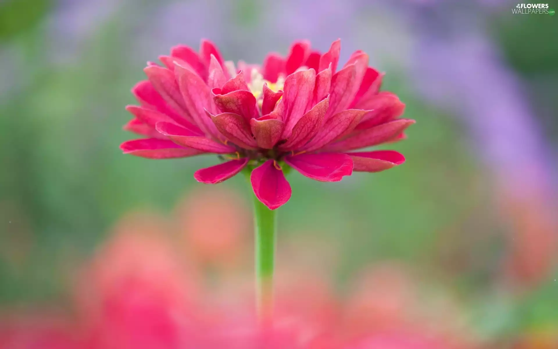 Close, Colourfull Flowers, zinnia