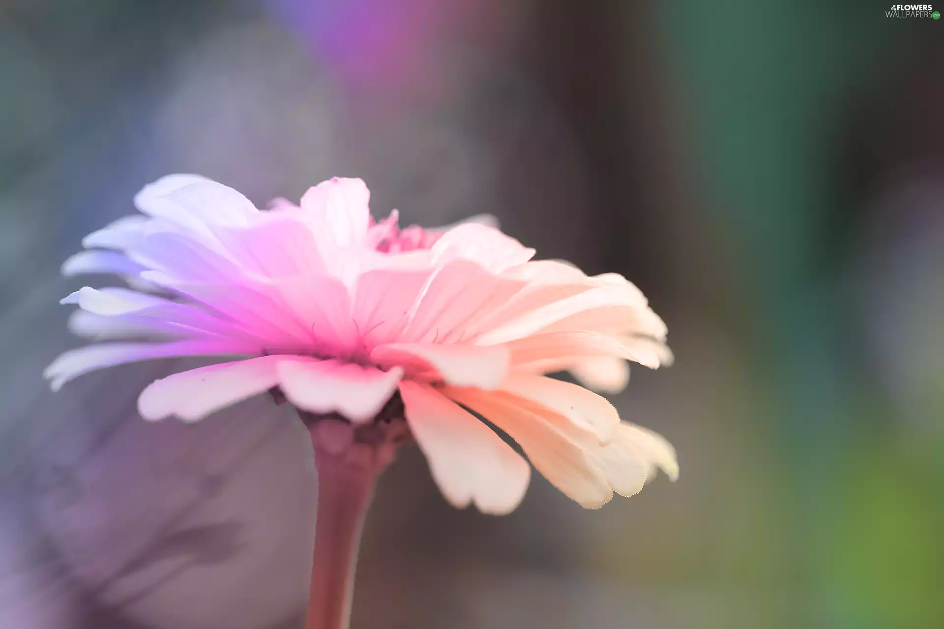 Colourfull Flowers, Coloured, zinnia