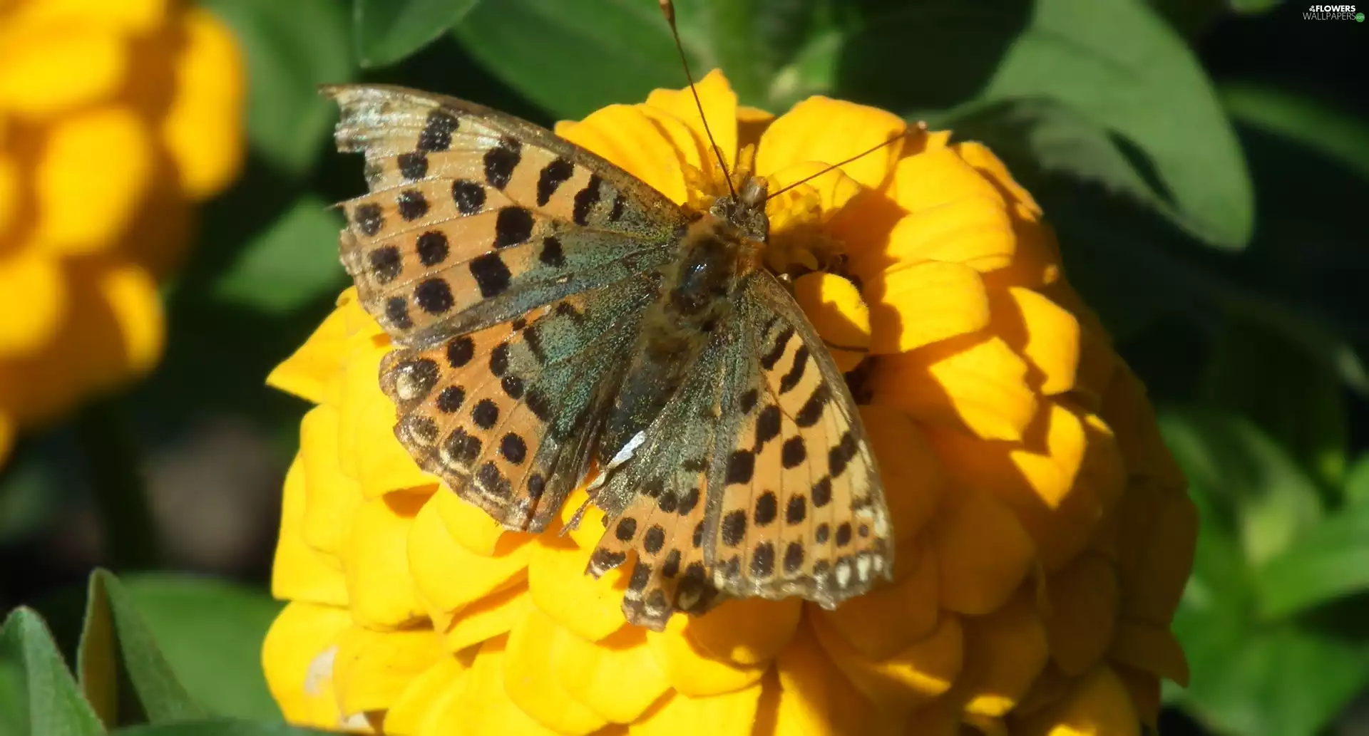 zinnia, Yellow Honda, Silver-washed Fritillary, Colourfull Flowers, butterfly