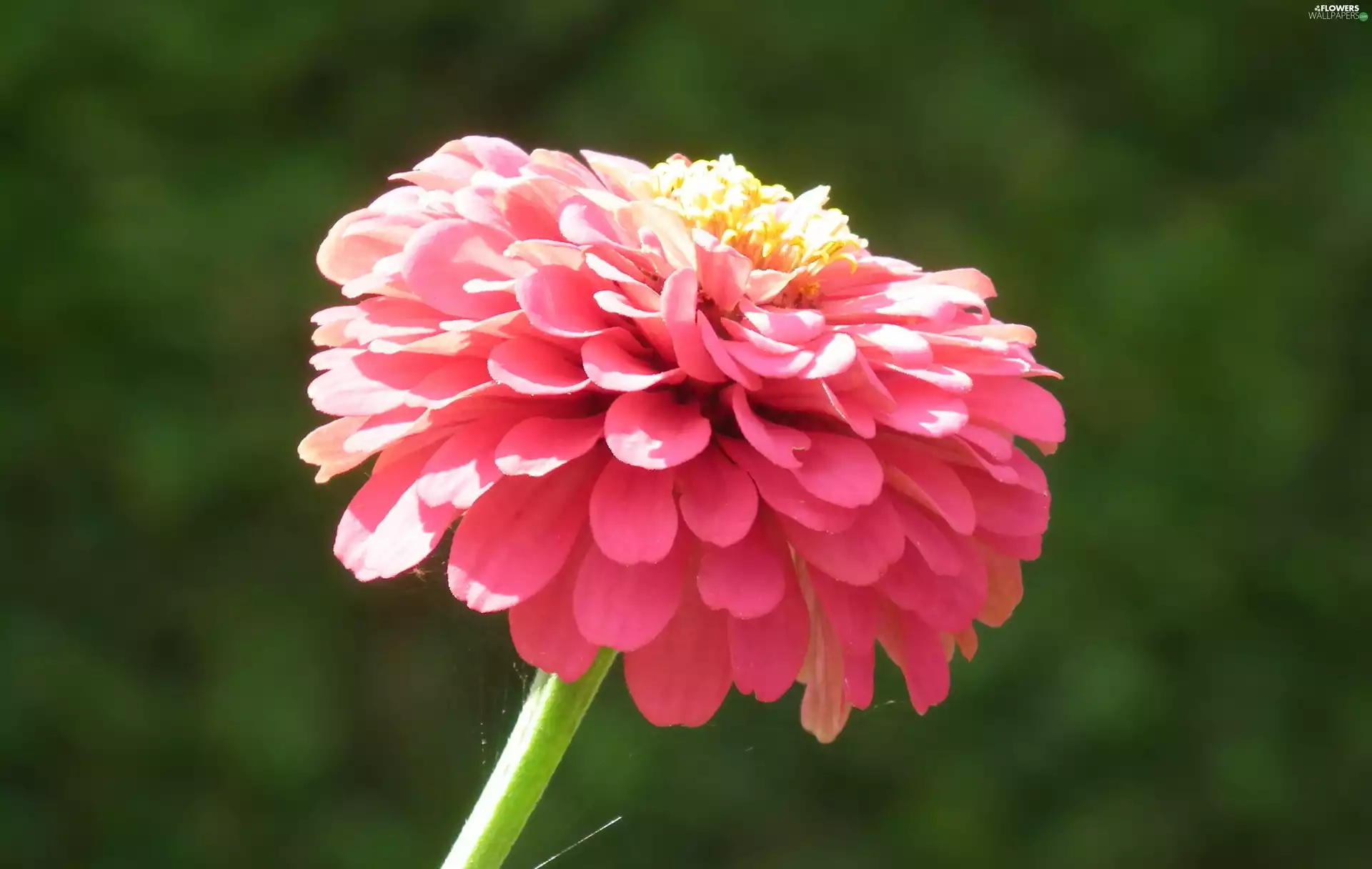 zinnia, Colourfull Flowers