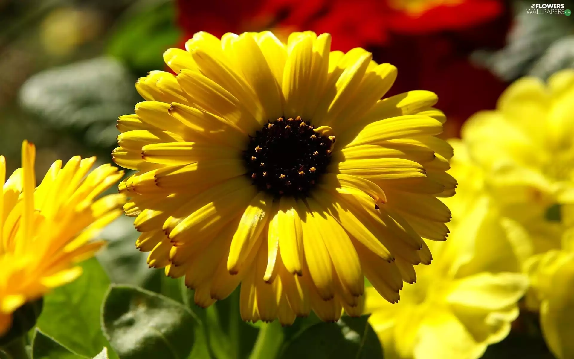zinnia, Yellow, Flowers