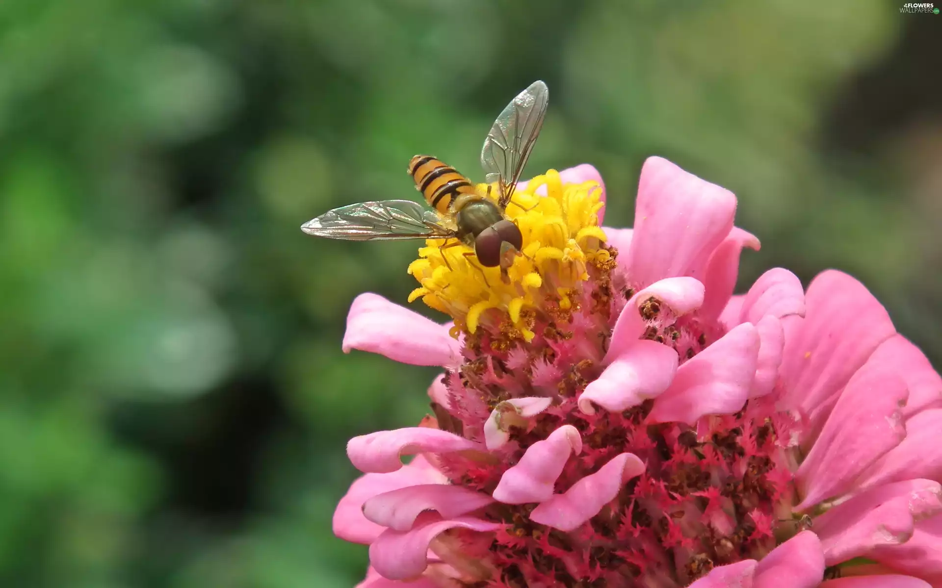 Insect, Colourfull Flowers, zinnia, Marmalade Hoverfly