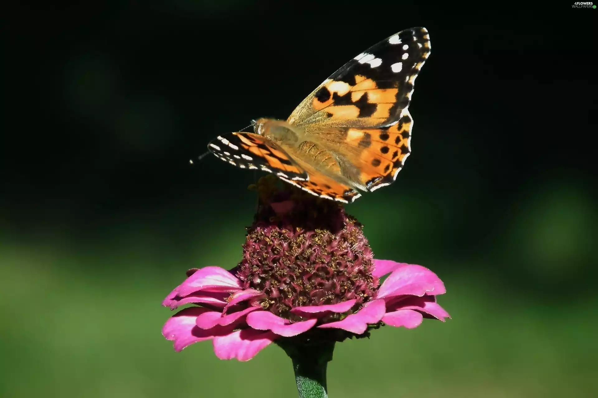butterfly, Colourfull Flowers, zinnia, Painted Lady