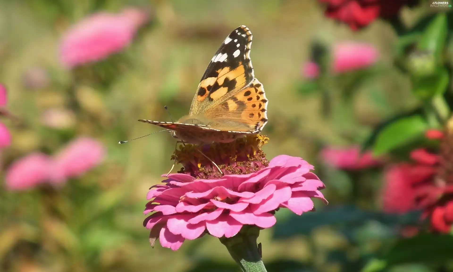 butterfly, Colourfull Flowers, zinnia, Painted Lady