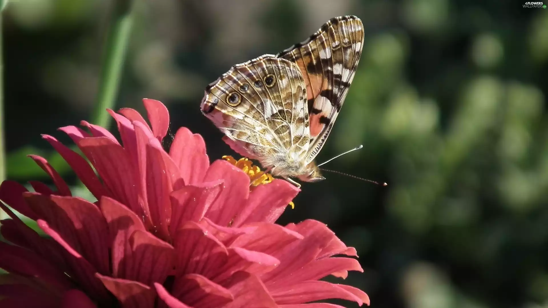 butterfly, Colourfull Flowers, zinnia, Painted Lady