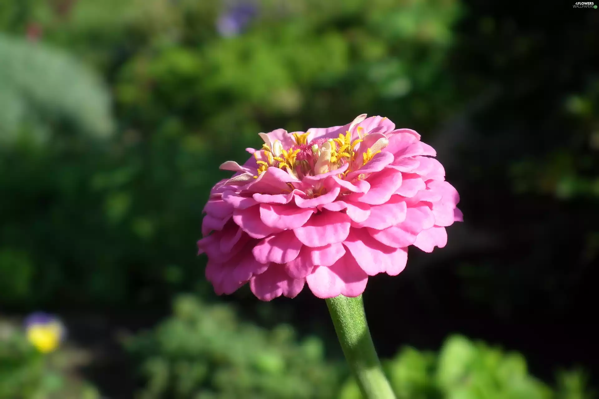 nature, zinnia, Pink, Colourfull Flowers