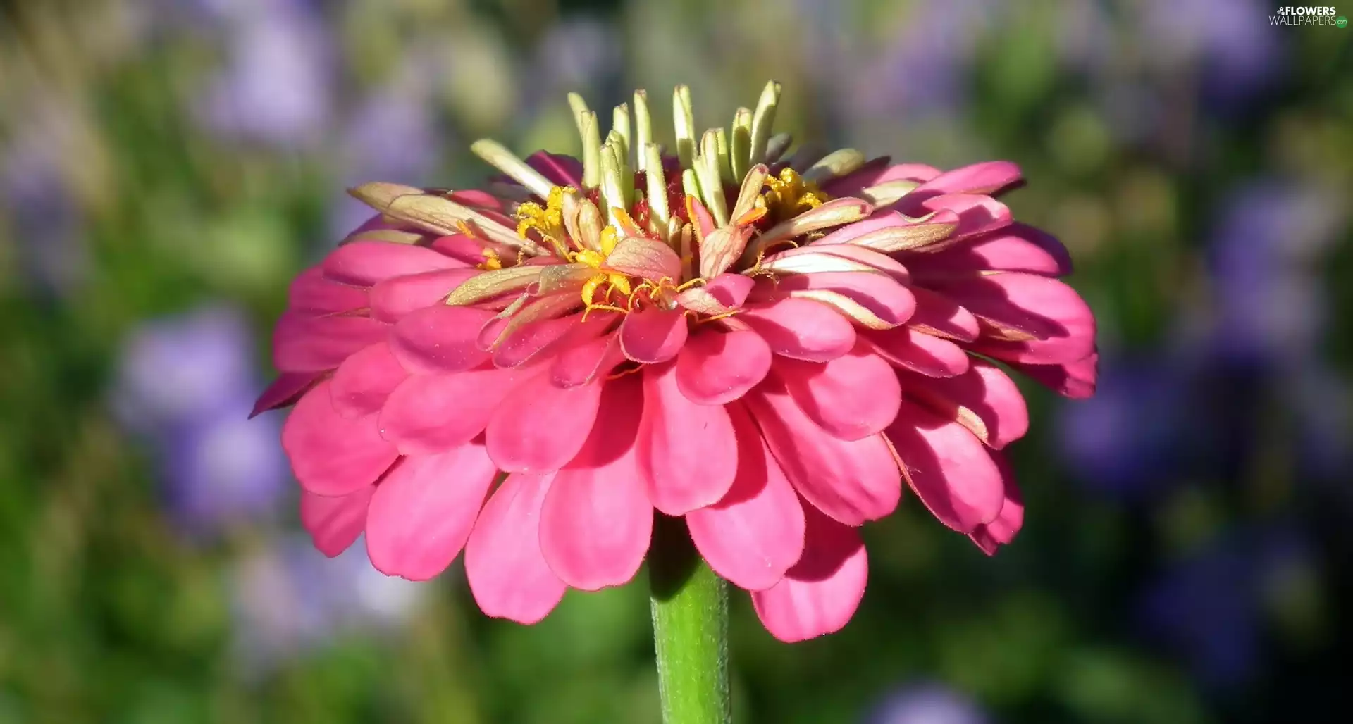 Pink, Colourfull Flowers, zinnia