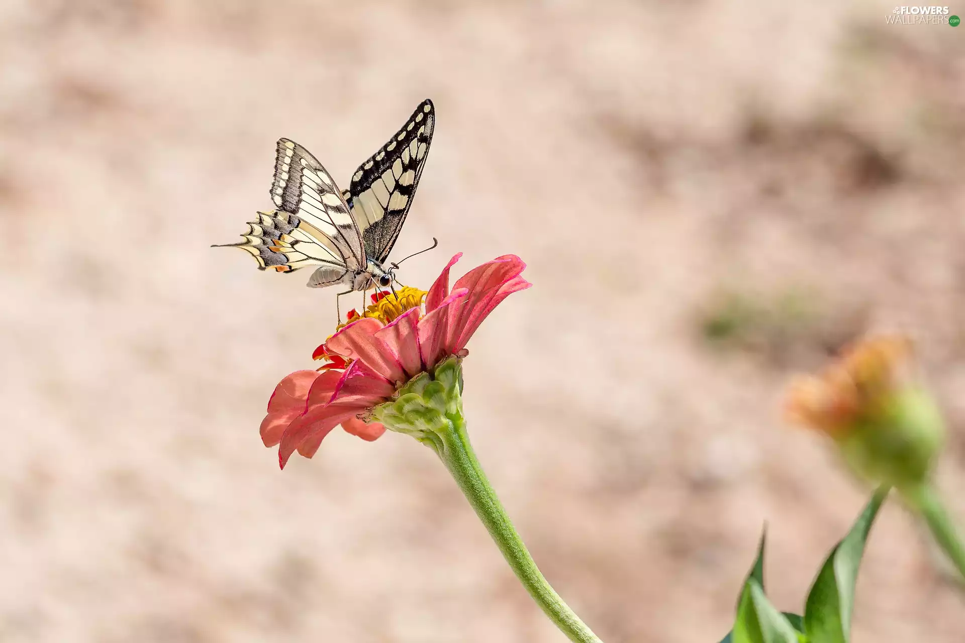 butterfly, Colourfull Flowers, zinnia, Oct Queen