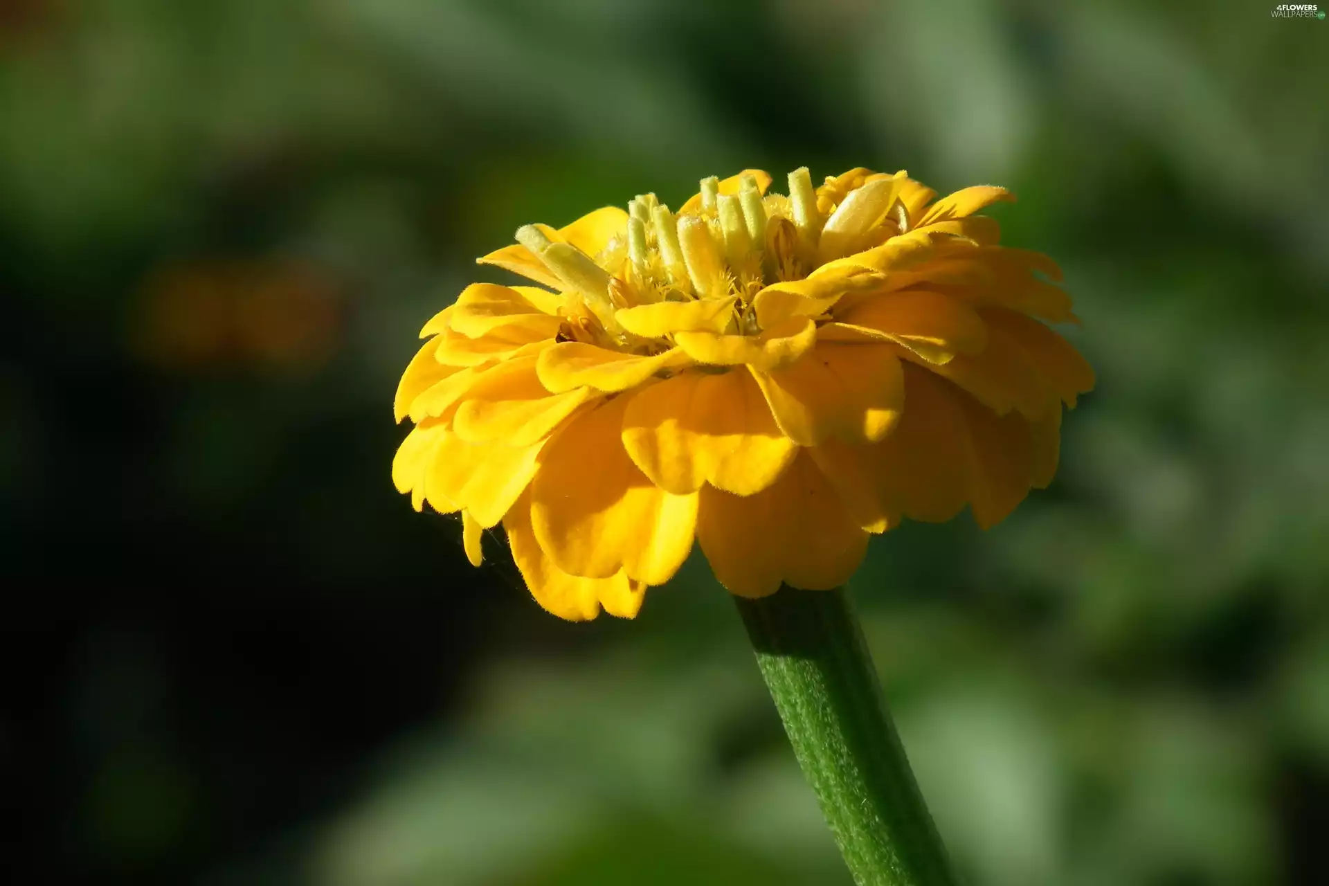 Yellow, Colourfull Flowers, zinnia
