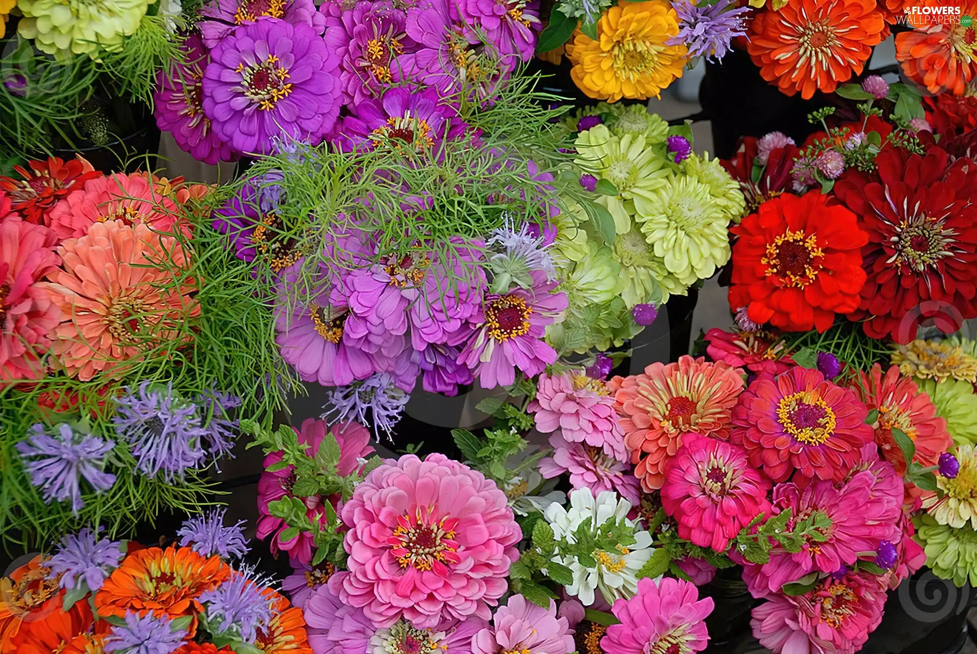 Zinnias, Flowers, color