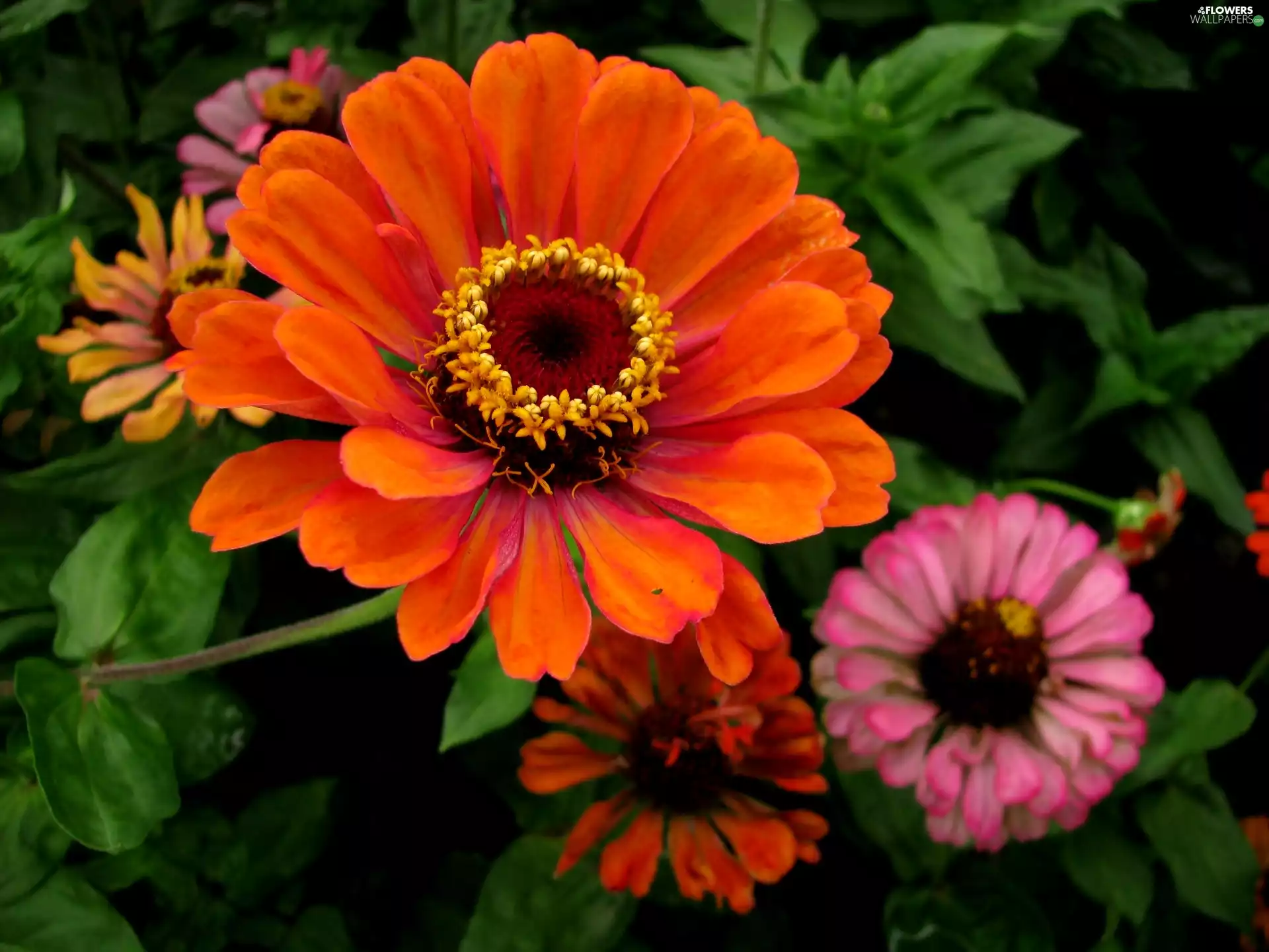 Zinnias, color, Flowers