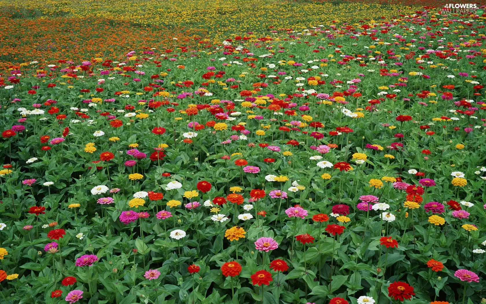 Zinnias, Field, Flowers