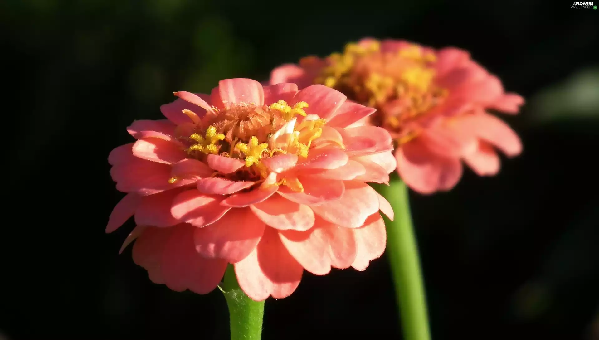 Zinnias, nature, Flowers