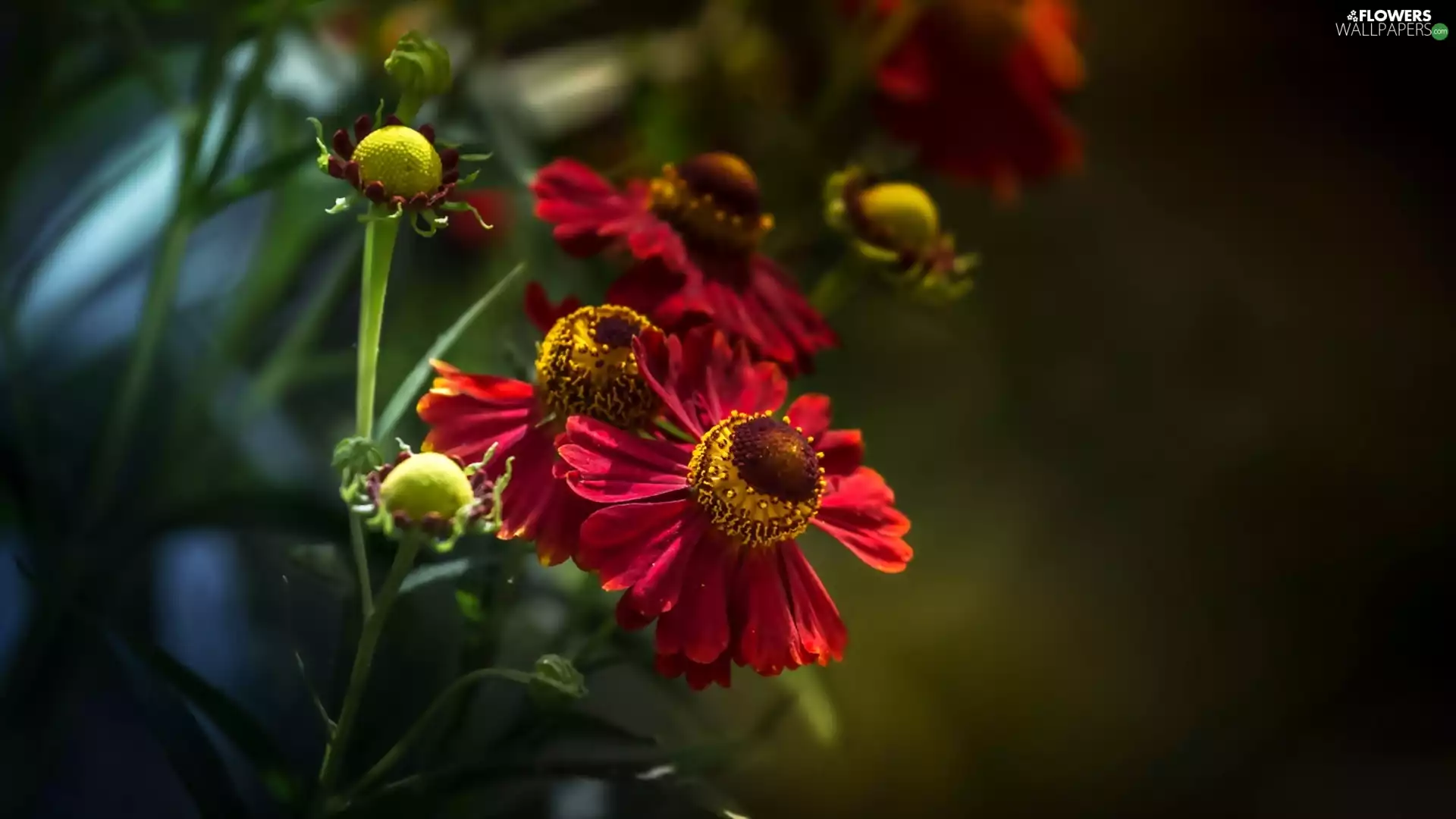 Zinnias, Red, Flowers