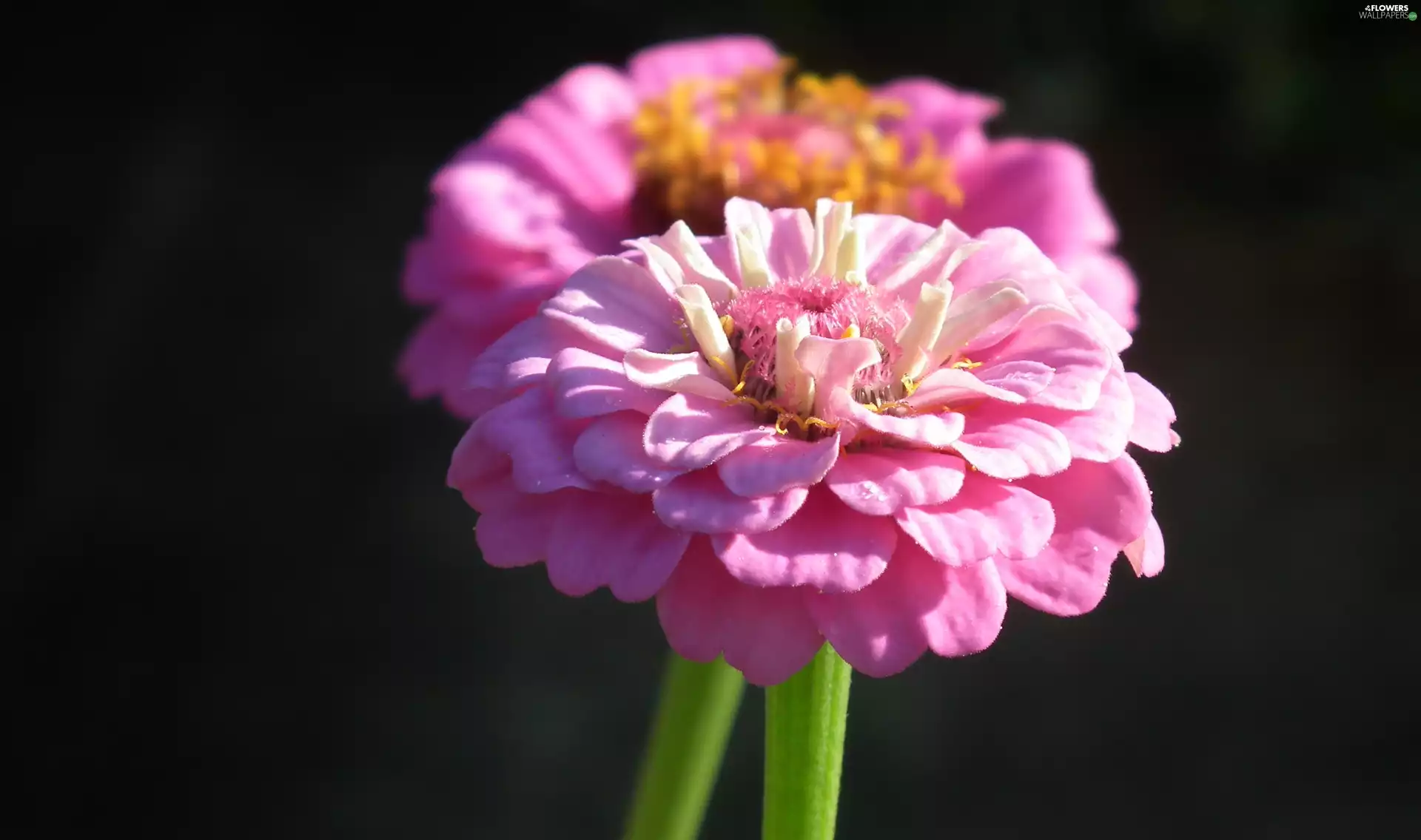 nature, Zinnias, Pink, Colourfull Flowers