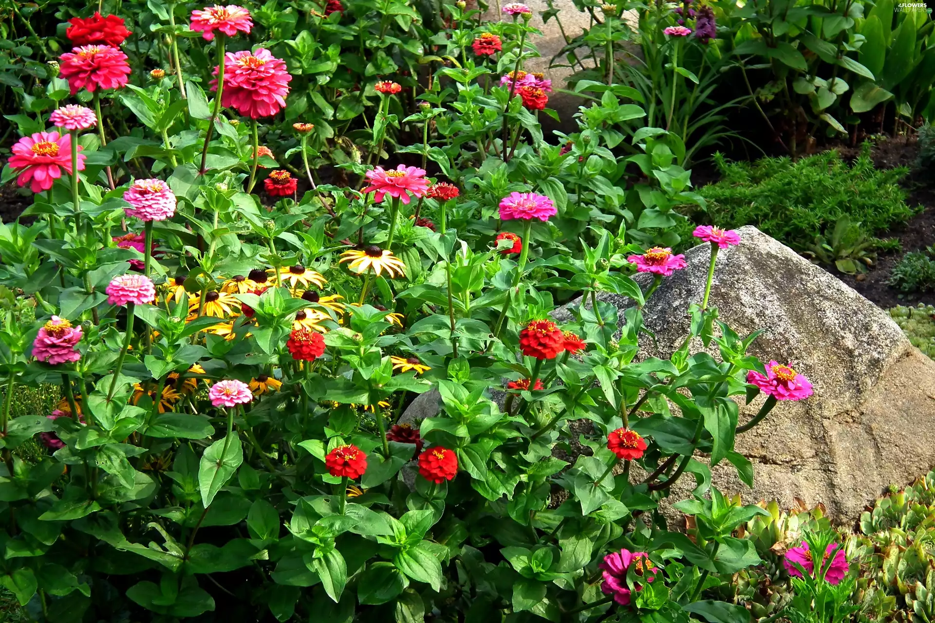 nature, Zinnias, Rudbeckia brilliant, Flowers