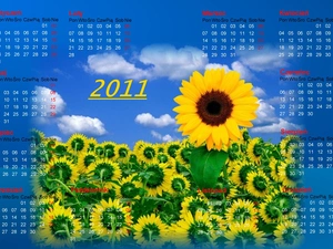 Sunflower, Calendar 2011