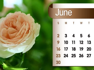 Calendar, june, 2013, rose