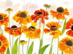 2D, Flowers, Helenium