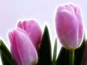 3D, Pink, Tulips