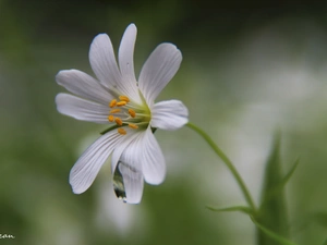 Colourfull Flowers, Cerastium Access field, White