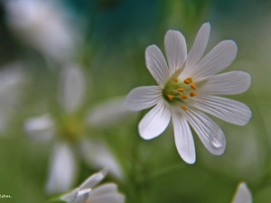 Colourfull Flowers, Cerastium Access field, White