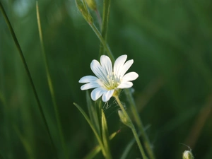 small, Flower, Cerastium Access field, White