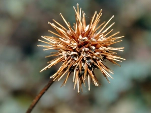 Acena Buchanana