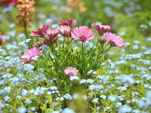 Pink, African Daisy, Forget, Flowers