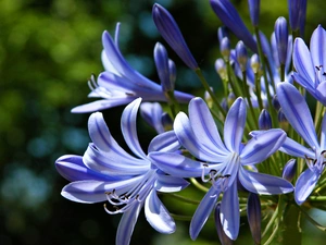 Agapanthus, blue