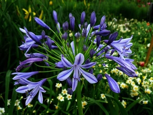 Agapanthus, African Lily