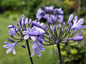 Agapanthus