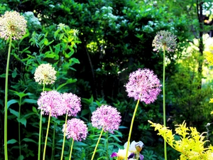 Allium