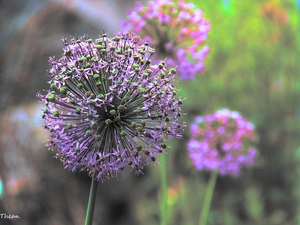 Allium