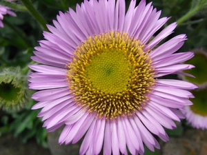 Colourfull Flowers, Alpine aster