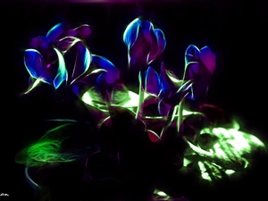 Cyclamen, Alpine Violets, Fractalius