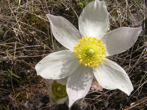 Alpine pasque