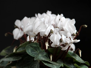 White, Cyclamen